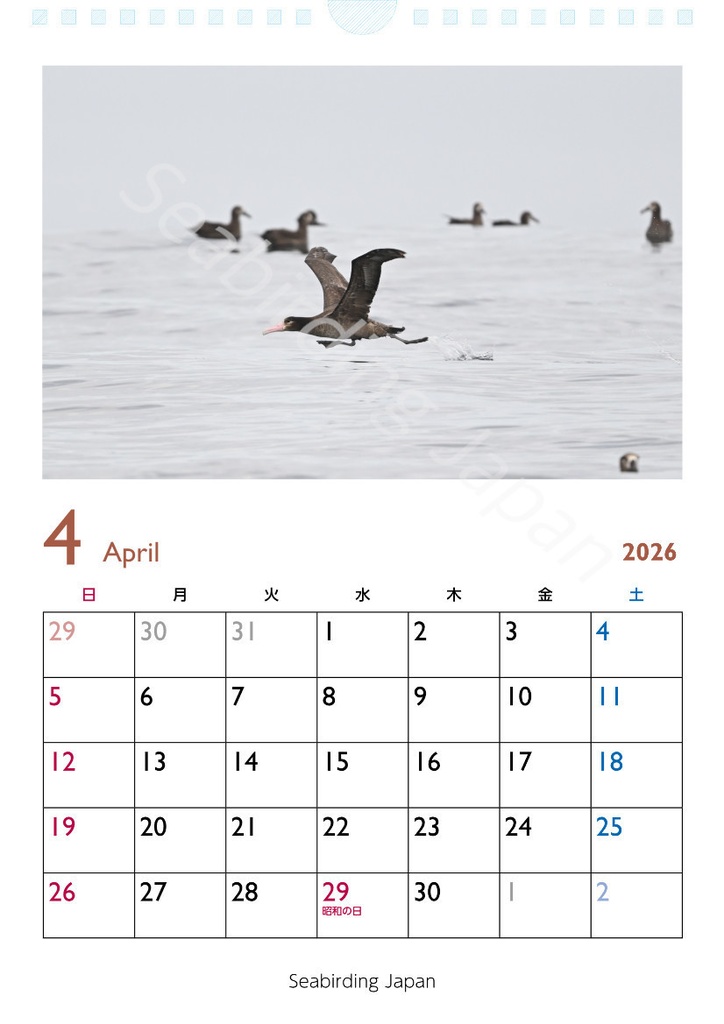 日本の海鳥カレンダー2026【寄付付き】