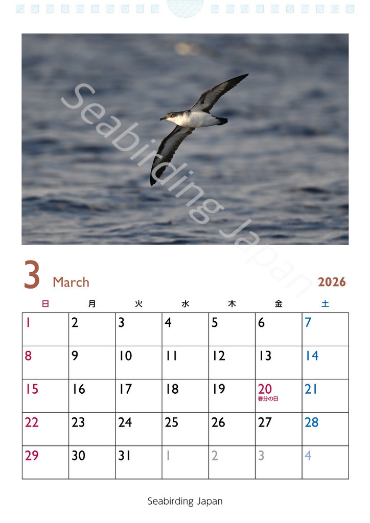 日本の海鳥カレンダー2026【寄付付き】