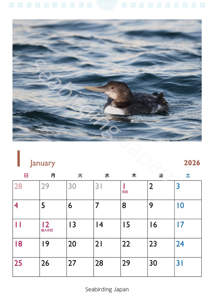 日本の海鳥カレンダー2026&オオミズナギドリクリアファイルセット【寄付付き】