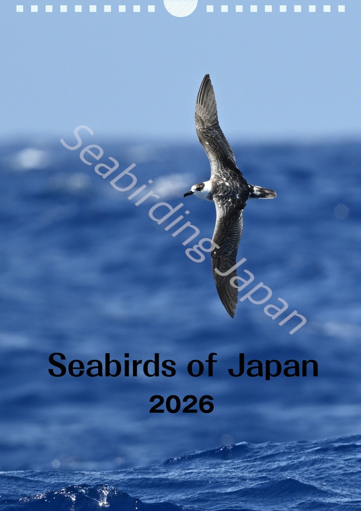 日本の海鳥カレンダー2026&オオミズナギドリクリアファイルセット【寄付付き】