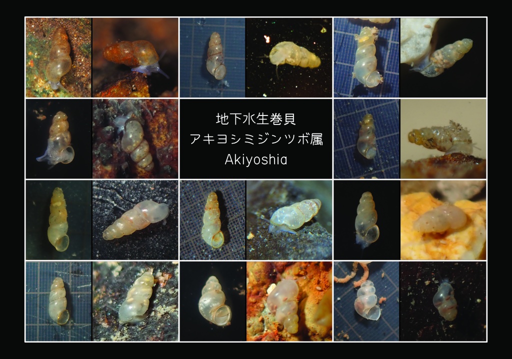 [PDF]地下水生巻貝 アキヨシミジンツボ属 Akiyoshia（写真集＋解説）
