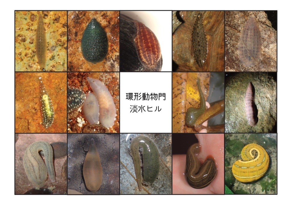 [PDF]環形動物門 淡水ヒル（写真集＋解説）