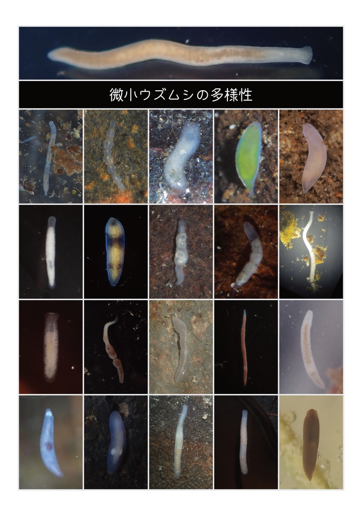 [PDF]微小ウズムシの多様性（写真集＋解説）