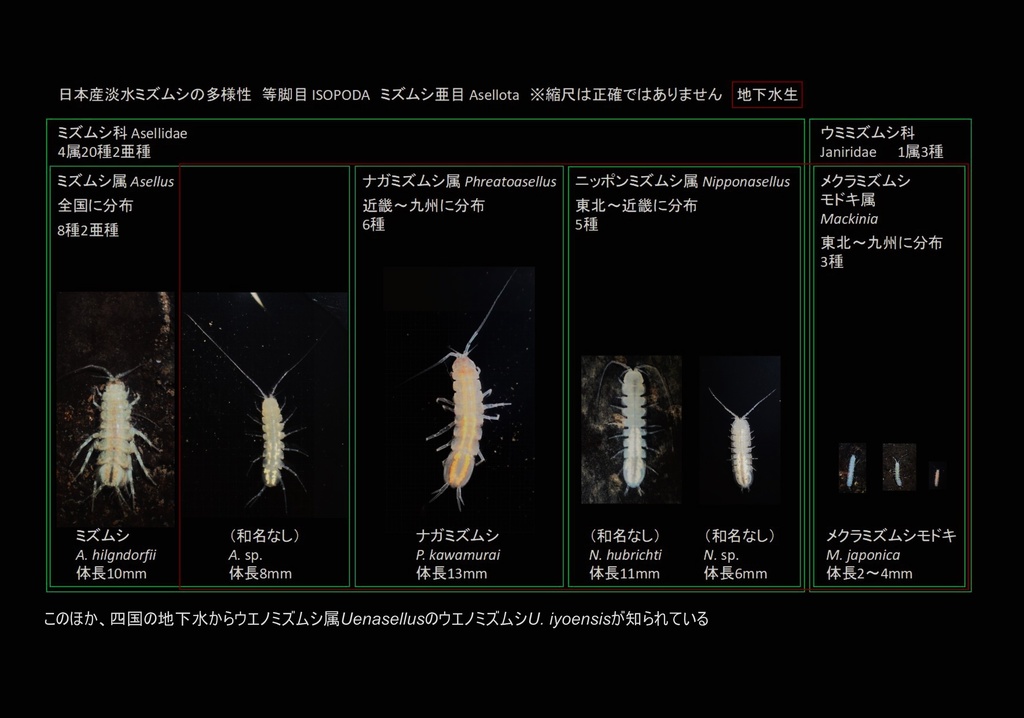 [PDF]日本産淡水ミズムシの多様性（写真集＋解説）