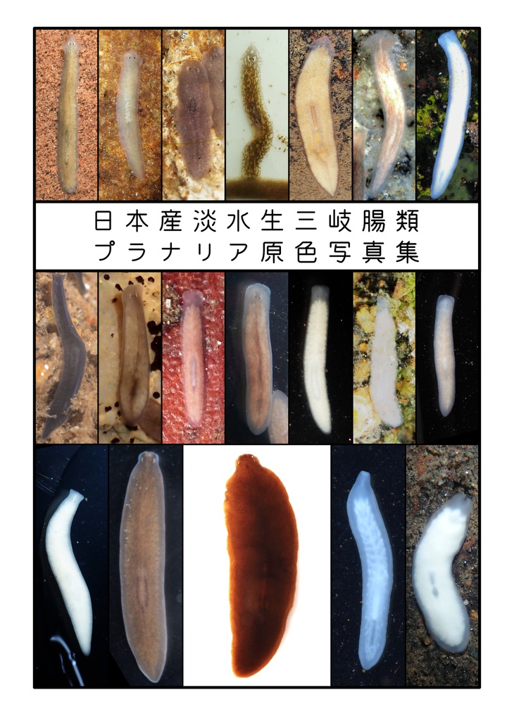 [PDF]日本産淡水三岐腸類 プラナリア原色写真集（写真集＋解説）