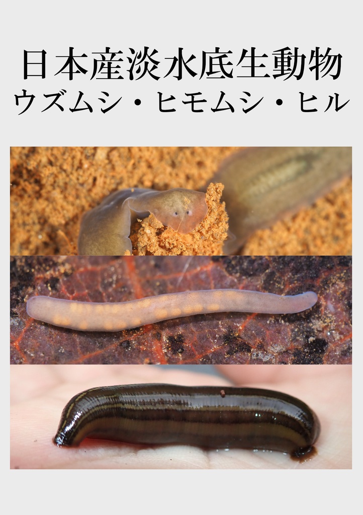 日本産淡水底生動物　ウズムシ・ヒモムシ・ヒル