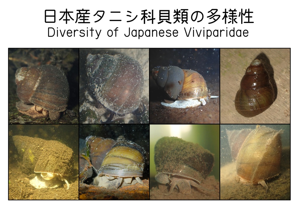 日本産タニシ科貝類の多様性