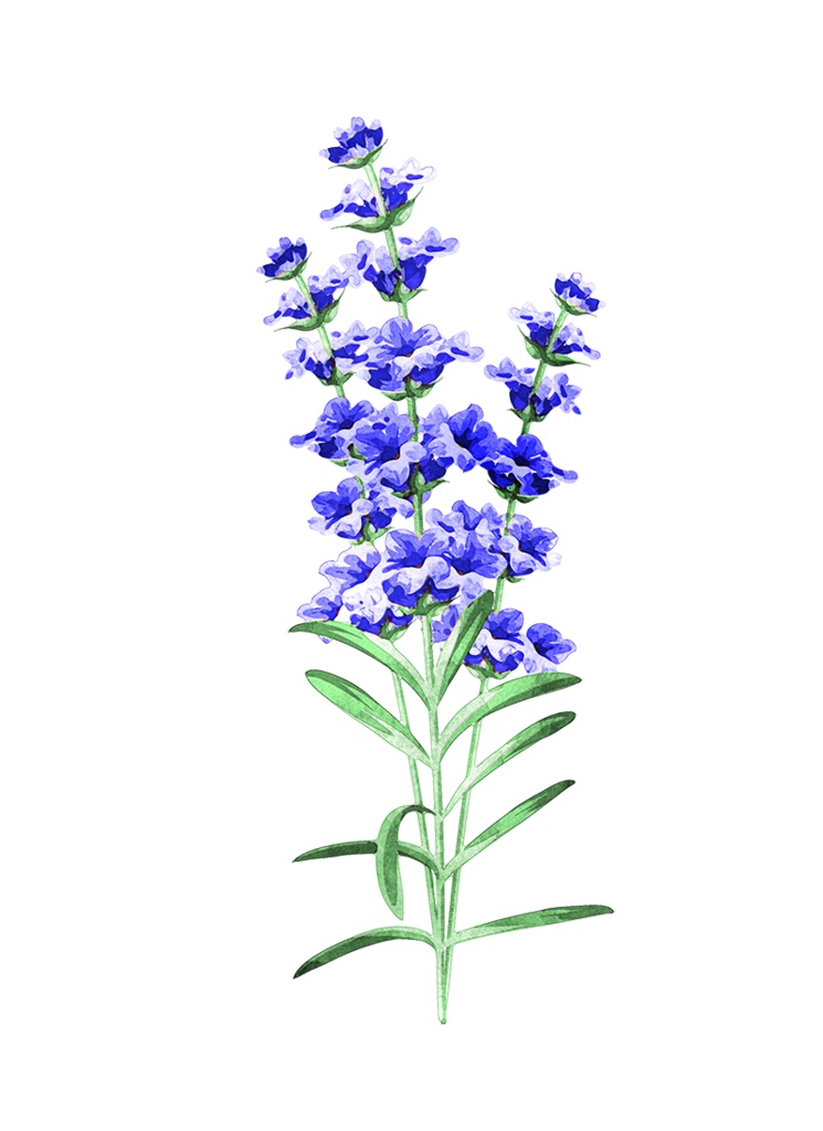 【印刷用】水彩風花の素材