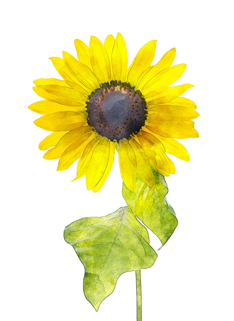 【印刷用】水彩風花の素材