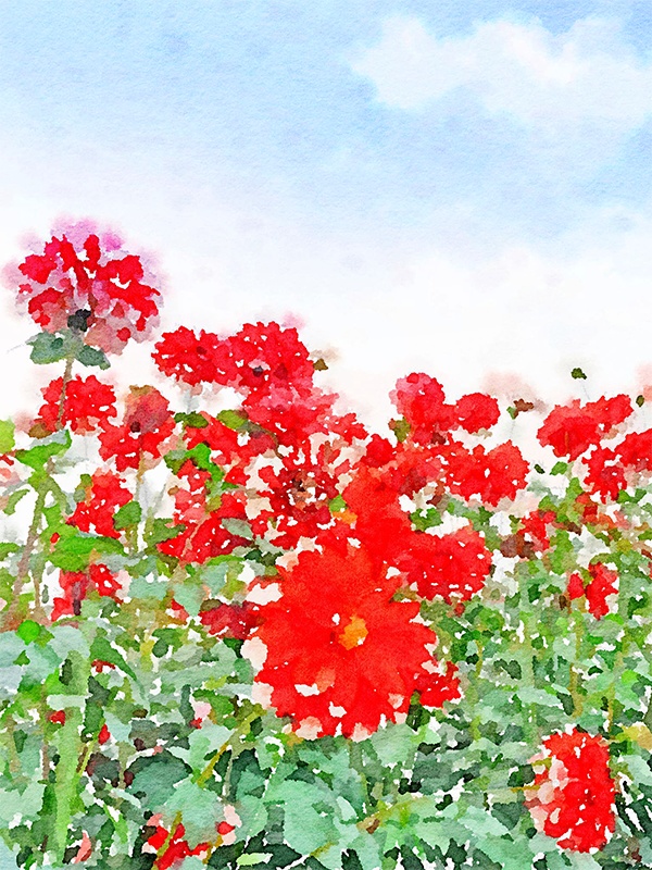 【印刷用】水彩イラスト「花群生」