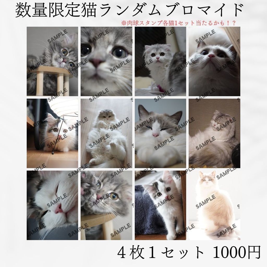 【数量限定】猫様ランダムブロマイド