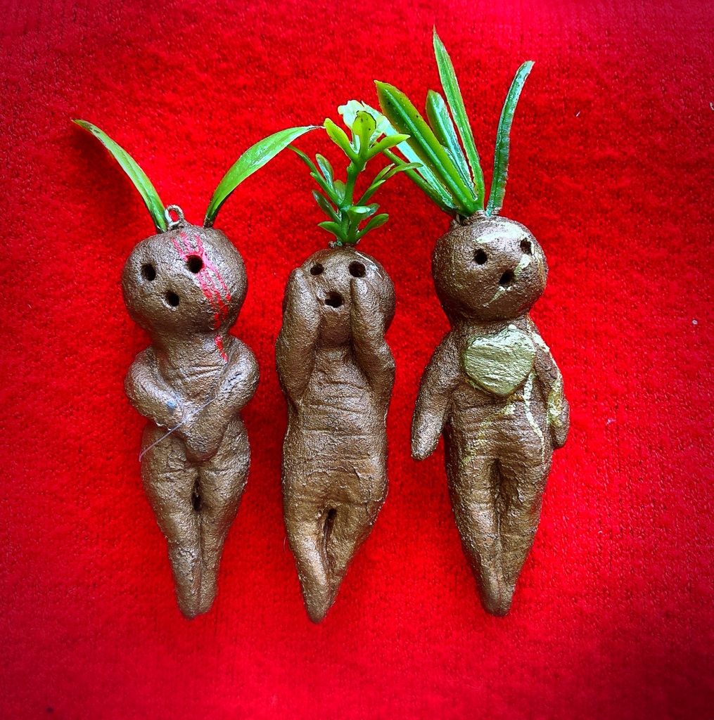 エミドラゴラの苗