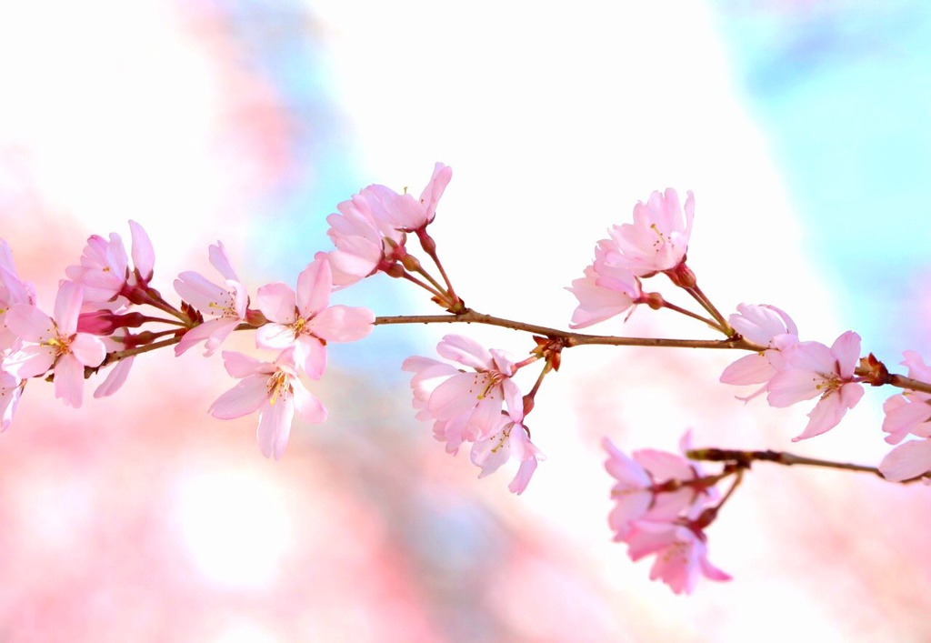 桜iPhoneケース(iPhone7)