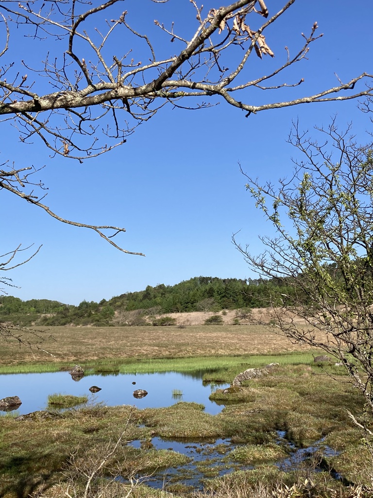 蛙 音源 サンプルパック【バイノーラル録音】八島湿原のシュレーゲルアオガエルの蛙鳴【環境省 残したい"日本の音風景100選"】【効果音】【ヒーリング】【癒し】【音楽用効果音】【DSD録音】【ハイレゾ】
