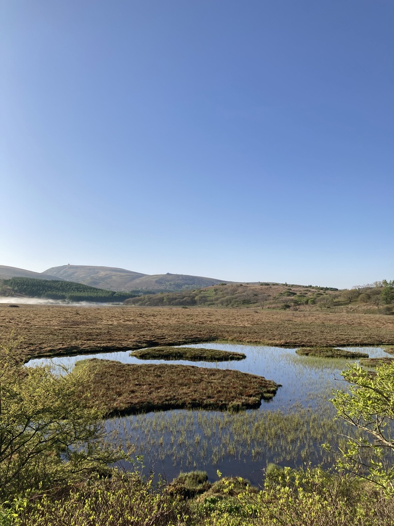 蛙 音源 サンプルパック【バイノーラル録音】八島湿原のシュレーゲルアオガエルの蛙鳴【環境省 残したい"日本の音風景100選"】【効果音】【ヒーリング】【癒し】【音楽用効果音】【DSD録音】【ハイレゾ】