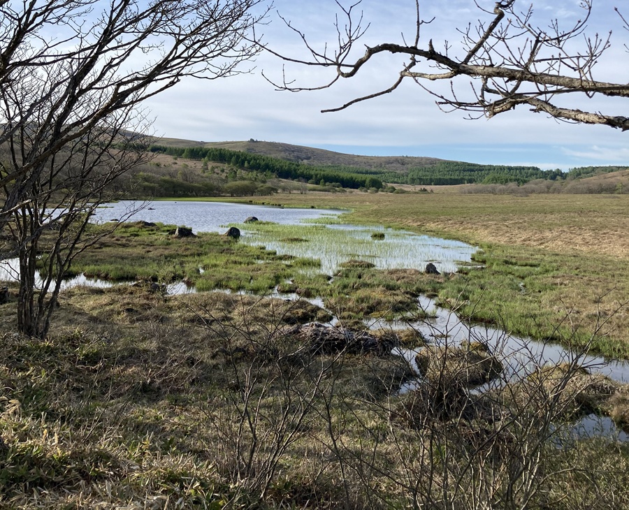 蛙 音源 サンプルパック【バイノーラル録音】八島湿原のシュレーゲルアオガエルの蛙鳴【環境省 残したい"日本の音風景100選"】【効果音】【ヒーリング】【癒し】【音楽用効果音】【DSD録音】【ハイレゾ】