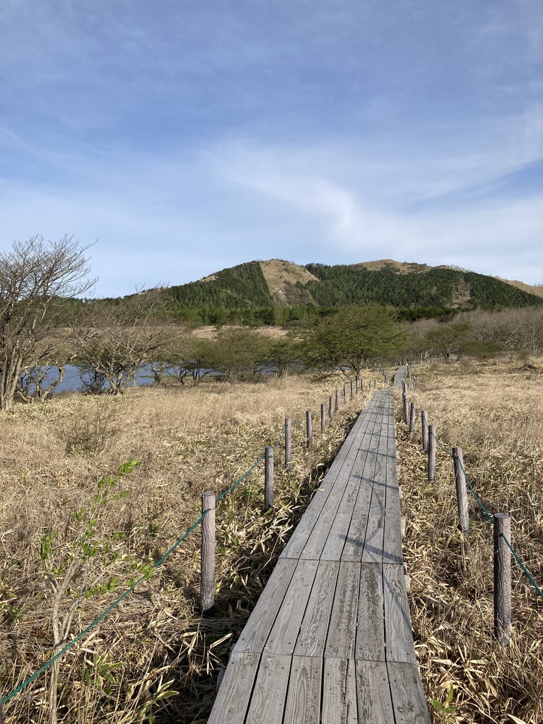 蛙 音源 サンプルパック【バイノーラル録音】八島湿原のシュレーゲルアオガエルの蛙鳴【環境省 残したい"日本の音風景100選"】【効果音】【ヒーリング】【癒し】【音楽用効果音】【DSD録音】【ハイレゾ】