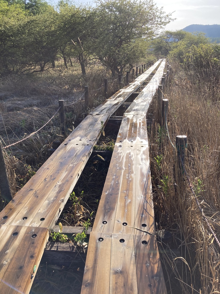 蛙 音源 サンプルパック【バイノーラル録音】八島湿原のシュレーゲルアオガエルの蛙鳴【環境省 残したい"日本の音風景100選"】【効果音】【ヒーリング】【癒し】【音楽用効果音】【DSD録音】【ハイレゾ】