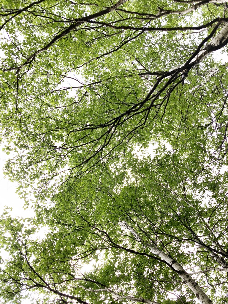 蝉の鳴き声音源 サンプルパック【バイノーラル録音】白樺湖 エゾハルゼミと鳥の大合唱【効果音】【ヒーリング】【癒し】【音楽用効果音】】【DSD録音】【ハイレゾ】