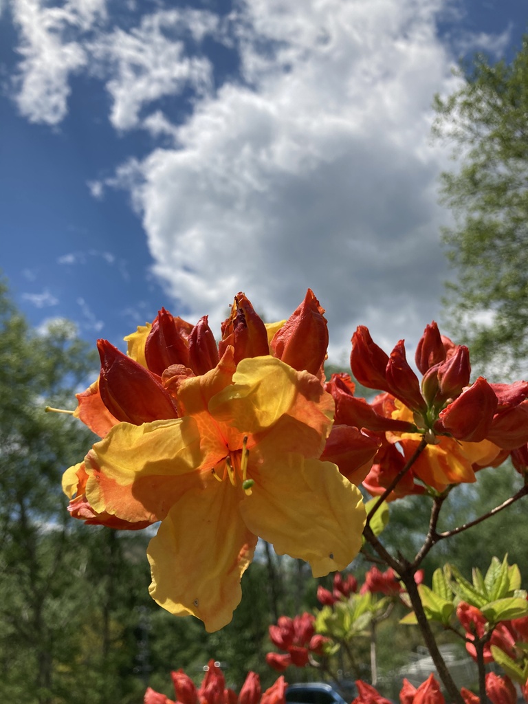 蝉の鳴き声音源 サンプルパック【バイノーラル録音】白樺湖 エゾハルゼミと鳥の大合唱【効果音】【ヒーリング】【癒し】【音楽用効果音】】【DSD録音】【ハイレゾ】