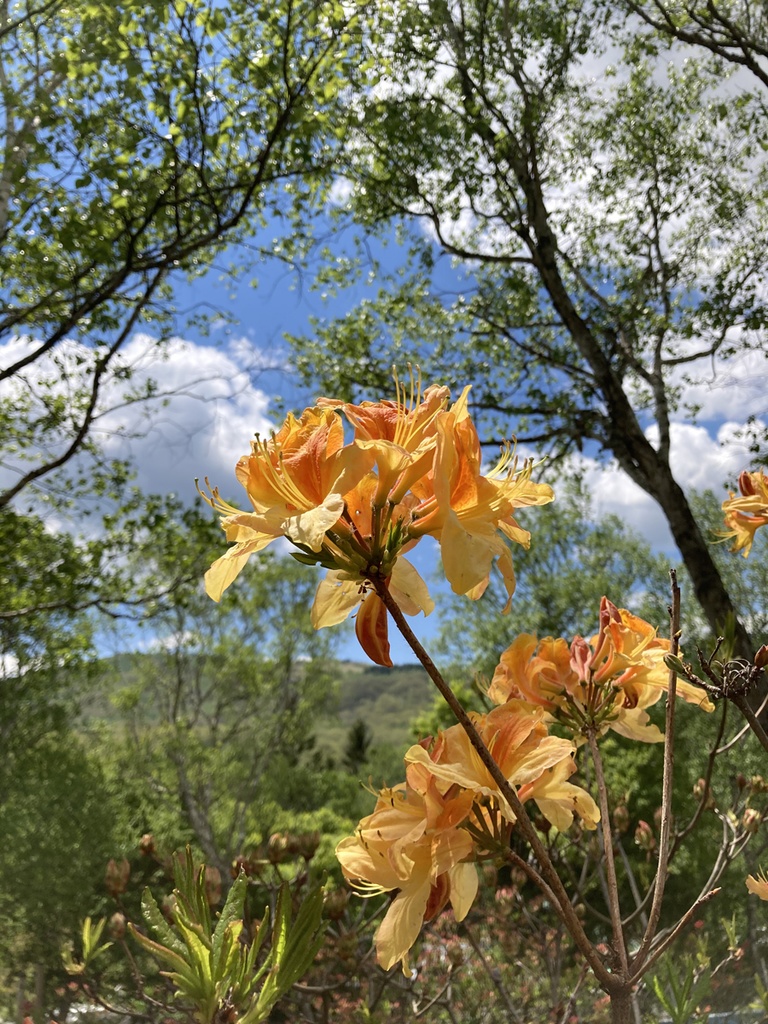 蝉の鳴き声音源 サンプルパック【バイノーラル録音】白樺湖 エゾハルゼミと鳥の大合唱【効果音】【ヒーリング】【癒し】【音楽用効果音】】【DSD録音】【ハイレゾ】