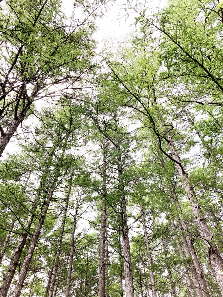 蝉の鳴き声音源 サンプルパック【バイノーラル録音】白樺湖 エゾハルゼミと鳥の大合唱【効果音】【ヒーリング】【癒し】【音楽用効果音】】【DSD録音】【ハイレゾ】