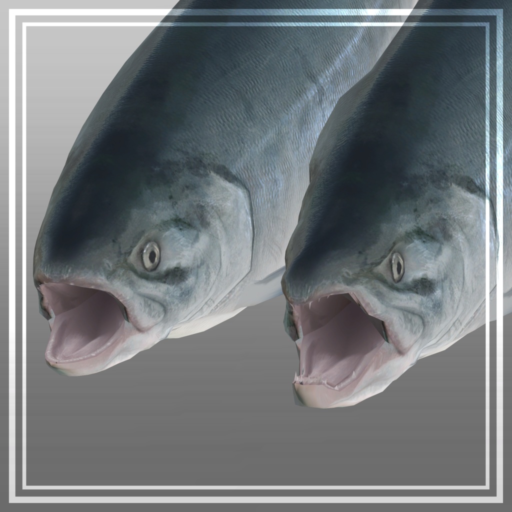 〈無料版あり〉サケ 鮭 しゃけ サーモン