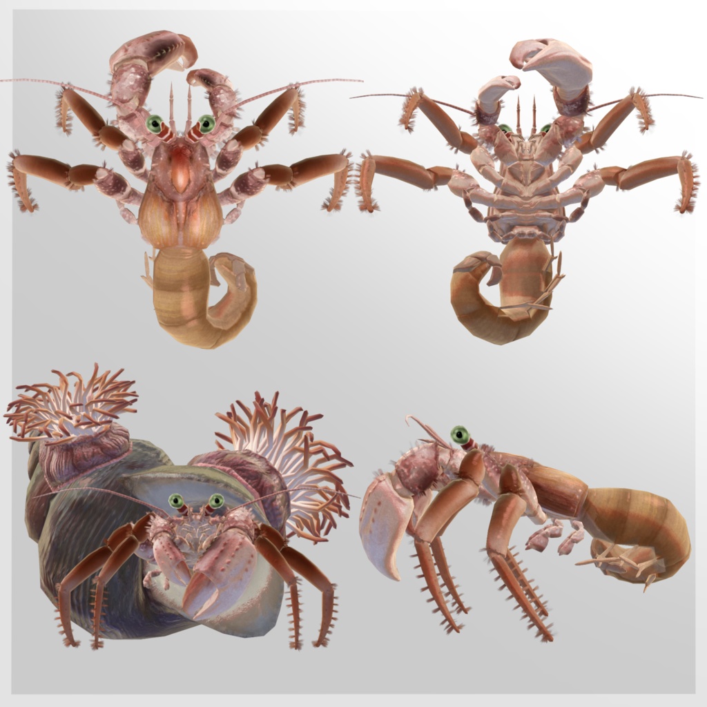 VRC向け3Dアバター「ヤドカリ Harmit Crab」