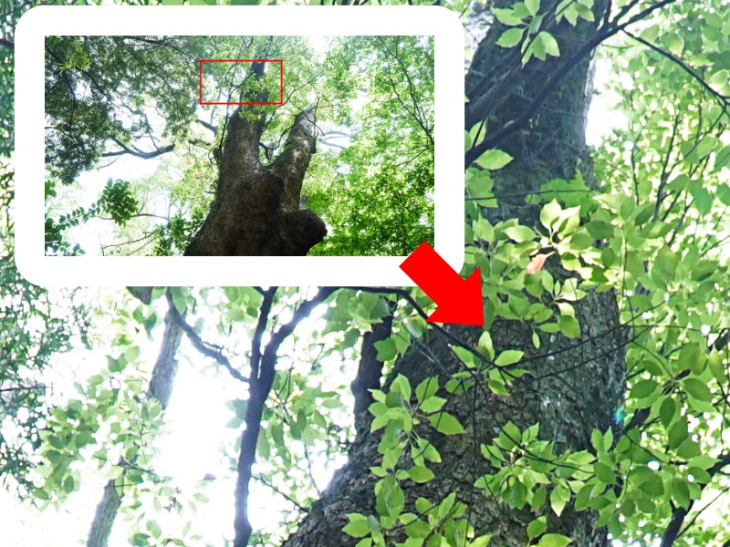 森の素材集 イラスト背景などに たっぷり33枚