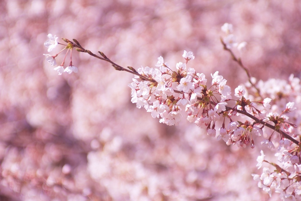 sakura wave