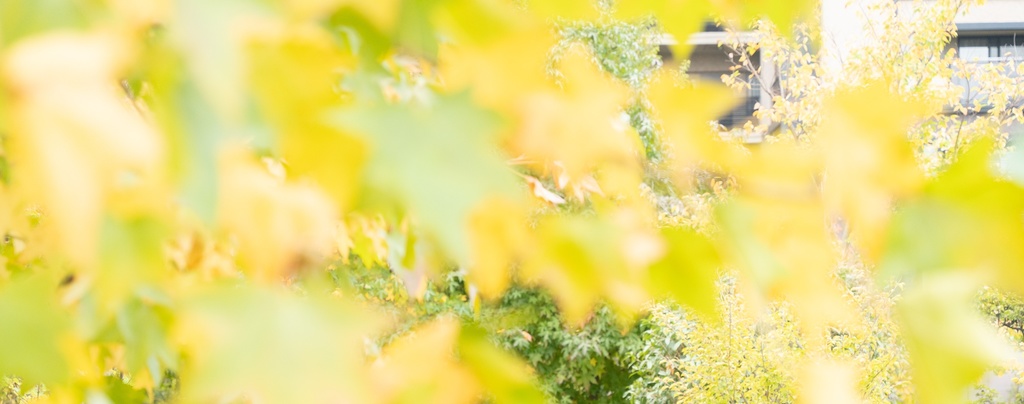 【歌詞販売】Soluna『あかり』コード付き歌詞