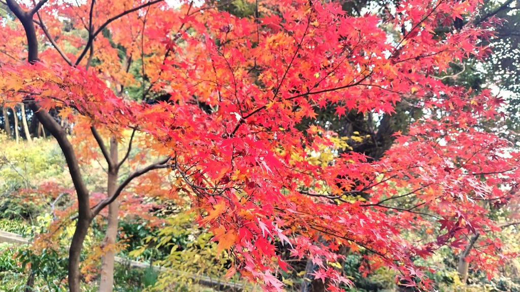 【歌詞販売】Soluna『寒さを知らなければ』