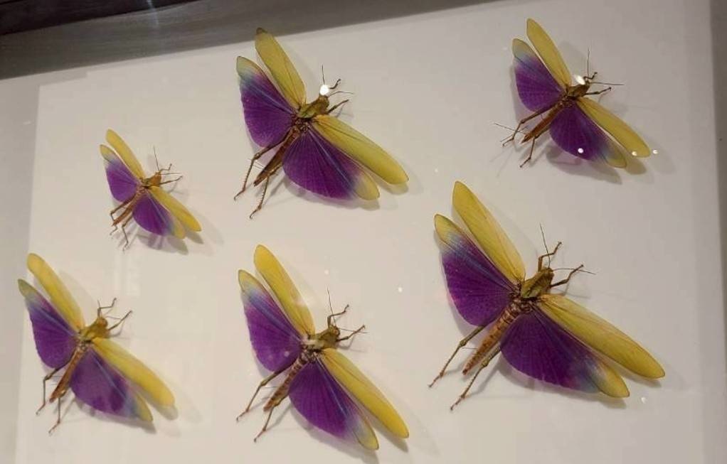 【歌詞販売】Soluna『エーミール』