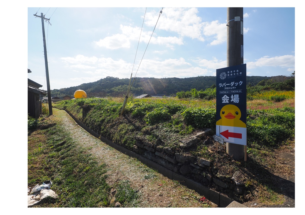 巨大アヒルに、会いに行く