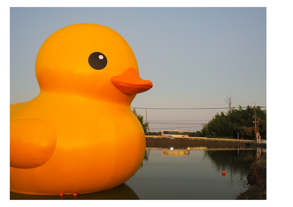 巨大アヒルに、会いに行く