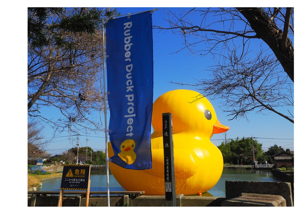 巨大アヒルに、会いに行く