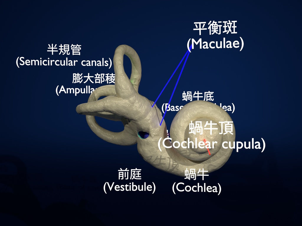 Inner ear（内耳）