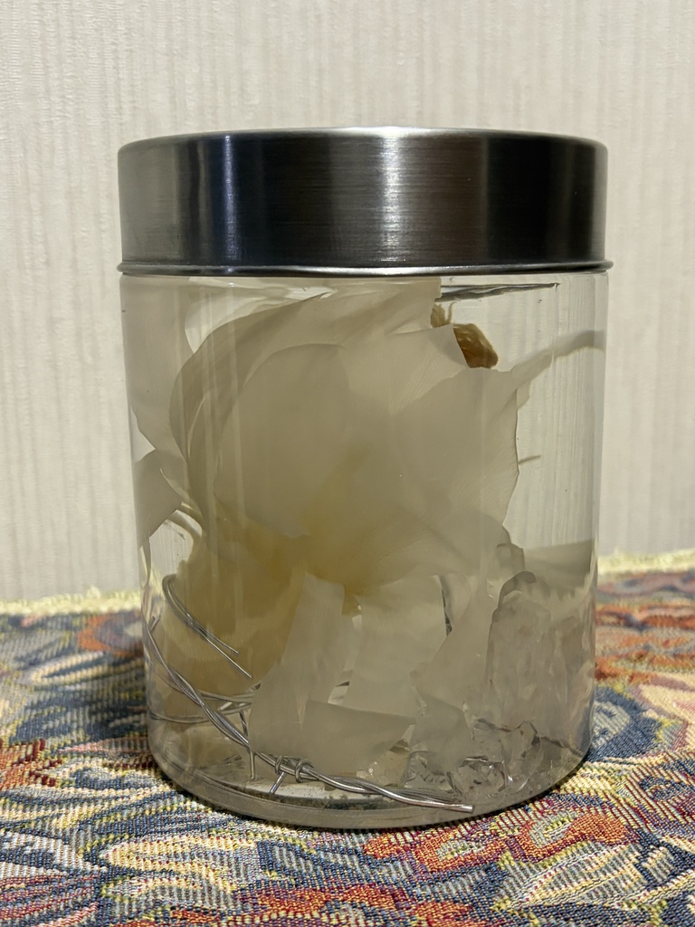 No.39:月下美人標本