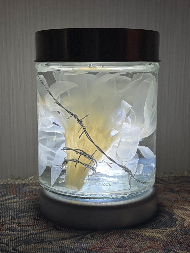 No.41:月下美人標本
