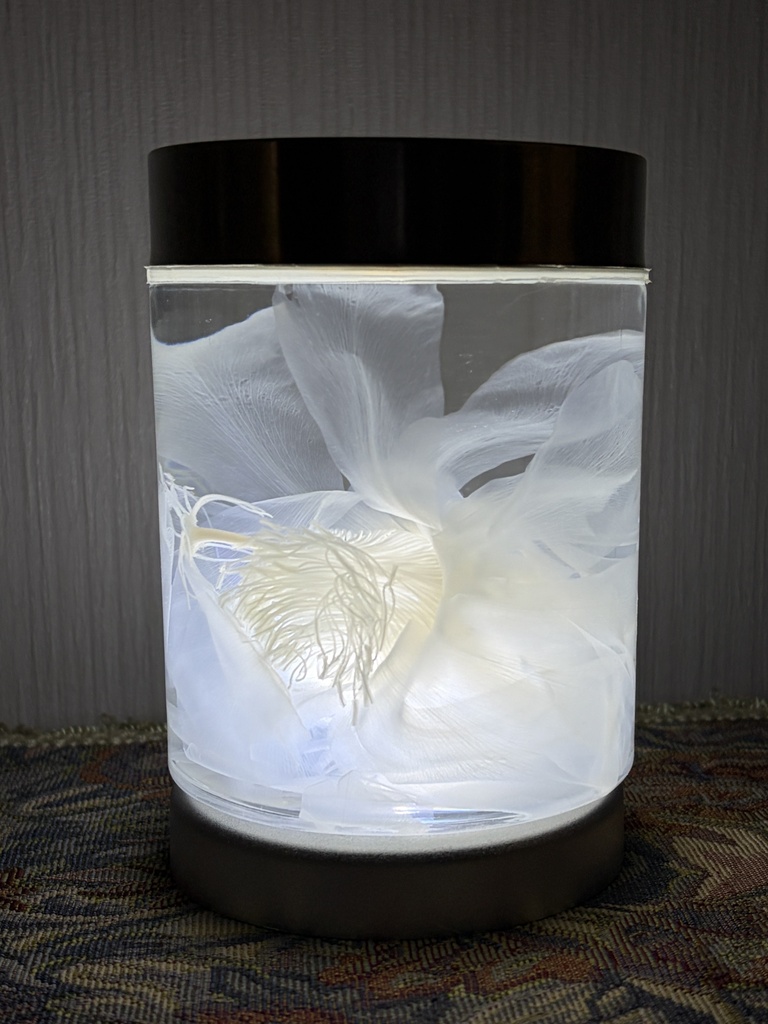 No.45：純花月下標本「白葬」