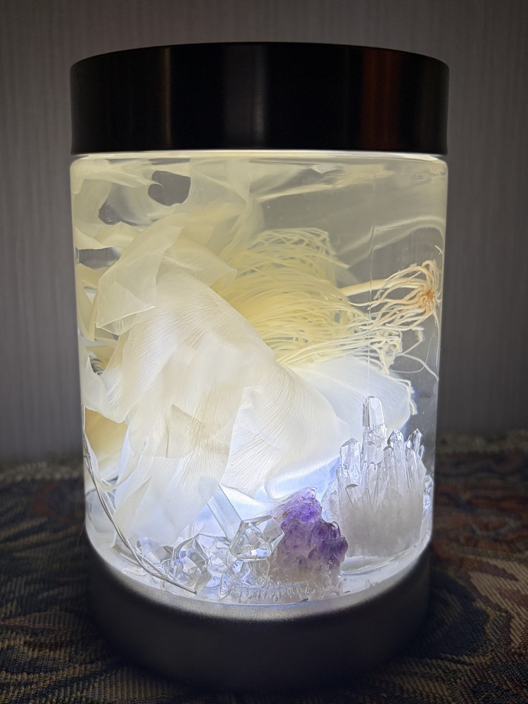 No.46:月下美人標本