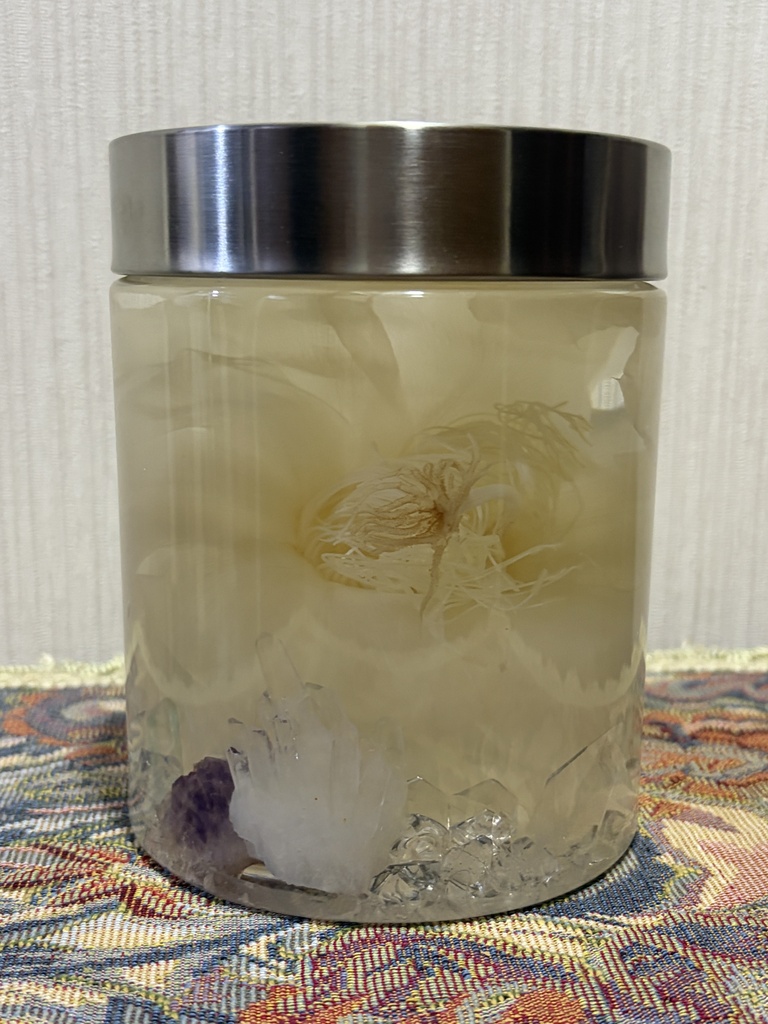 No.46:月下美人標本