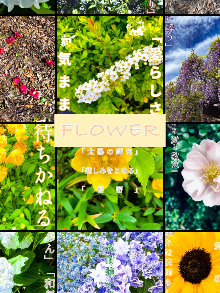 展示:FLOWER