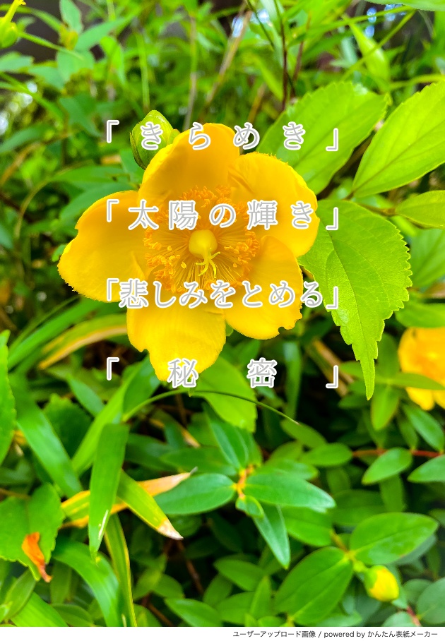 展示:FLOWER