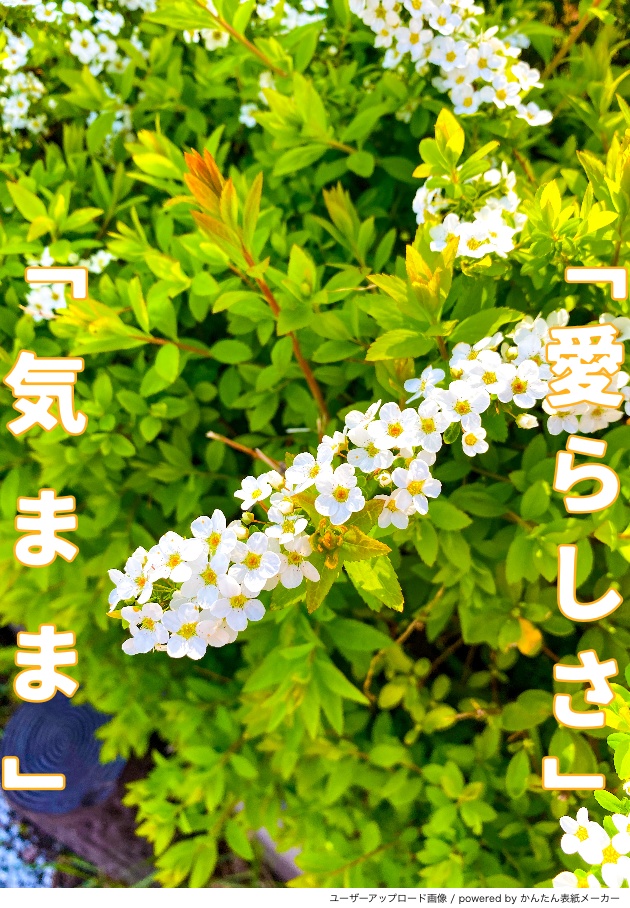 展示:FLOWER