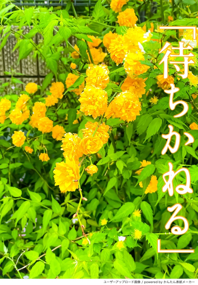 展示:FLOWER