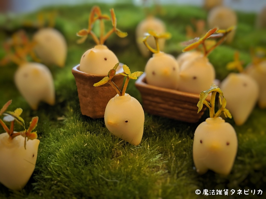 食用マンドラゴラ