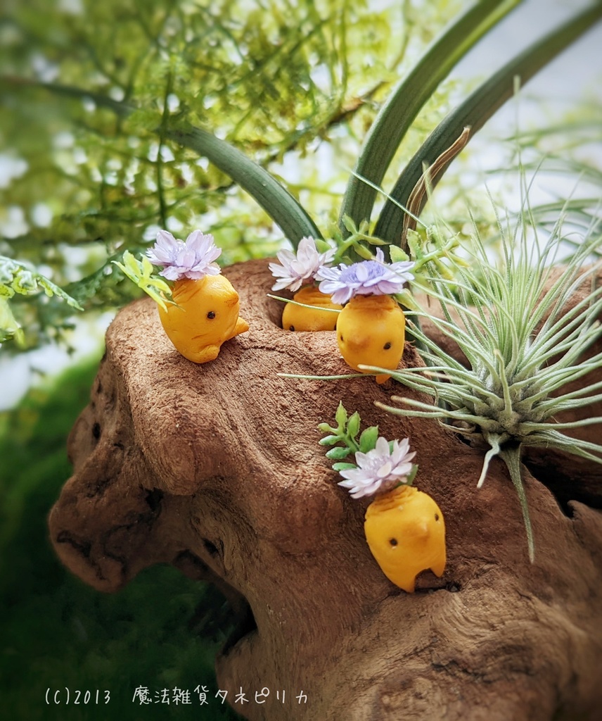 薬用マンドラゴラ(花咲き株)