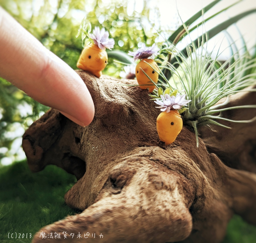 薬用マンドラゴラ(花咲き株)