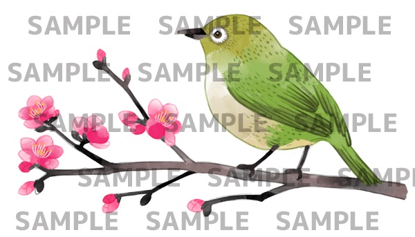 梅とメジロのデジタル水彩画(透過png)